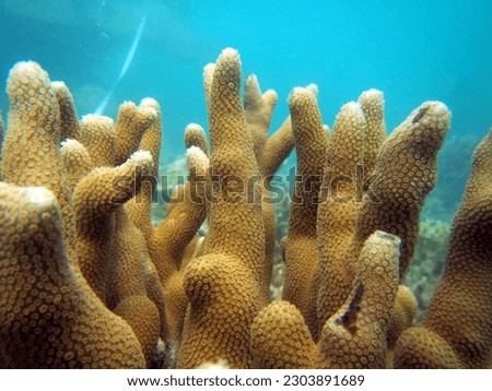 the arrangement of coral reefs that form pillars on the seabed, this picture was taken in the waters of the Riau Islands province of Indonesia
