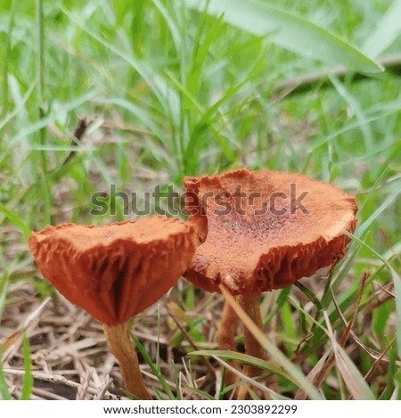 Two beautiful mashrooms growing in the grass.There colour is brown.It’s a beautiful mashrooms picture in the world. The crazy mashroom picture. 