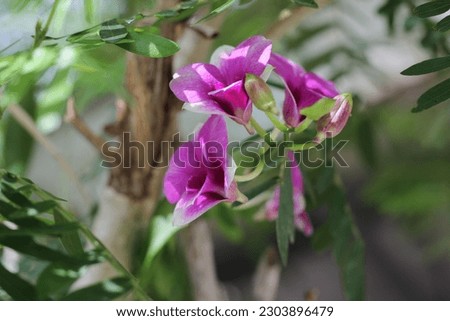 Photo picture Violet Orchid flower bloom close up , by have shade and shadow of sunlight shine on , This picture have green leaves around and have natural blurred background .