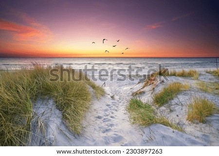 silent morning in the sand dunes at the sea                                Royalty-Free Stock Photo #2303897263