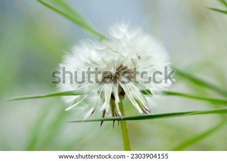 Summer background,fluffy dandelion among green grass,photo picture.