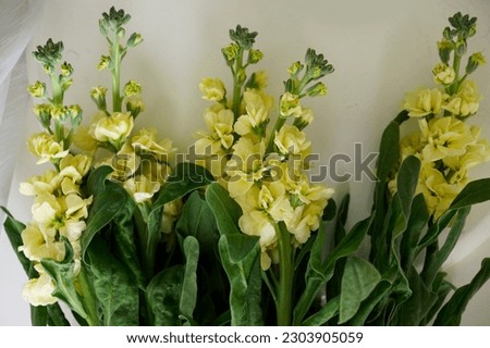Hoary stock yellow flowers branches in white wall background                               