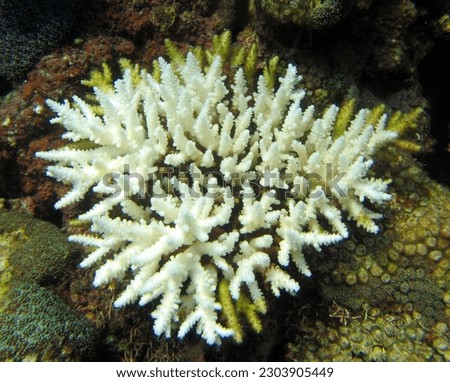 coral reef bleaching for which the cause is not known with certainty in the waters of the Natuna Islands, Riau Islands Province, Indonesia