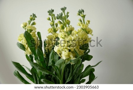
Bunch of Hoary stock yellow flowers in white background                                
