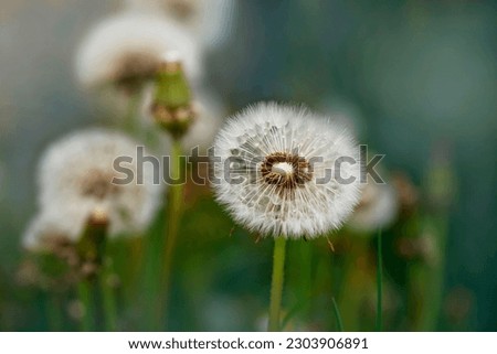 Summer background,photo picture-dandelions in the evening.