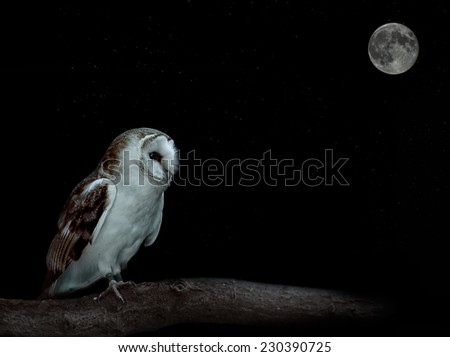 Barn owl in the country side