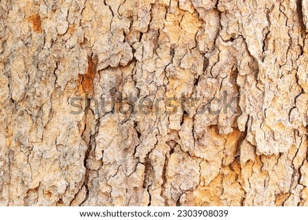 Background Abstract texture photo yellow, brown, grey Pterocarpus macrocarpas (Padauk) tree bark arranged in lines it beautiful. Use is house wall for website wallpaper. Can be used as model.