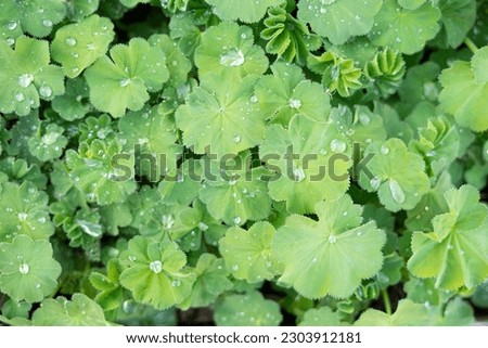Broadtooth Garden lady's mantle  green broad leafed ground cover plant in a vegetable garden with rain watered dew drops collected on top and fan like folded leaves Scottish foliage Edinburgh Royalty-Free Stock Photo #2303912181