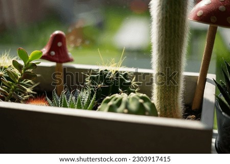 Vacti succulents aloe in pots ceramic cement boxes on sill of kitchen window overlooking backyard with grass wooden fence picnic tables fake wood clay toadstools mushrooms bunny torch cactus Royalty-Free Stock Photo #2303917415
