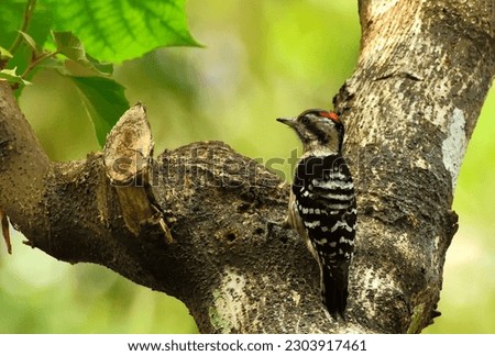 grey-capped pygmy woodpecker (Yungipicus canicapillus) is an Asian bird species of the woodpecker family (Picidae).  Royalty-Free Stock Photo #2303917461