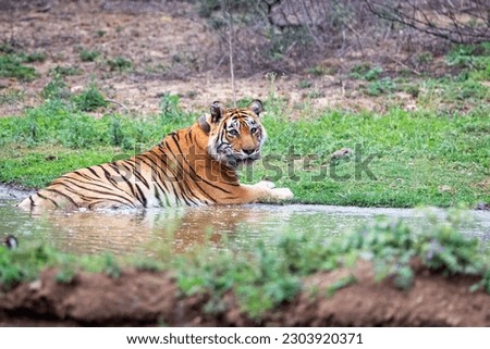 ST-9, Sariska Tiger Reserve, Alwar, Rajasthan, India