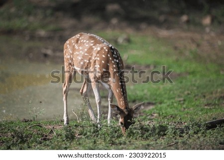 Spotted Deer, Sariska Tiger Reserve, Alwar, Rajasthan, India