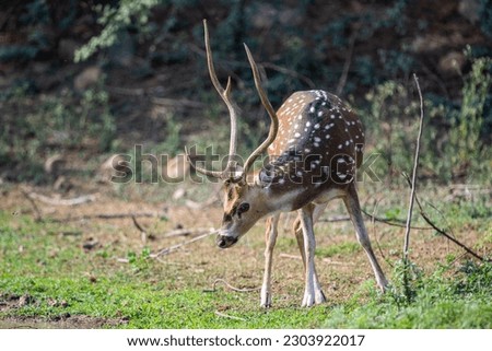 Spotted Deer, Sariska Tiger Reserve, Alwar, Rajasthan, India