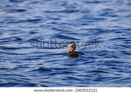 The bird, a Great Crested Grebe. floats on a river.
