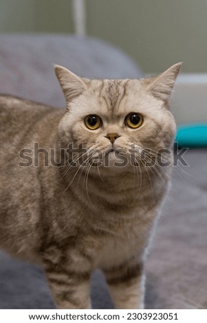 beautiful british cat close up vertical picture