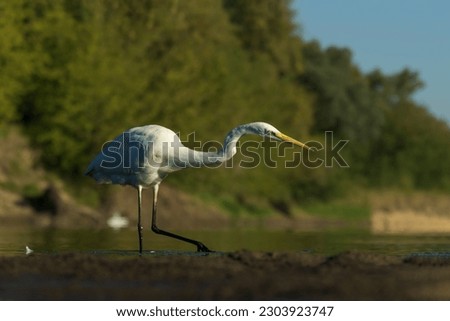 Great Egret Walking in Shallow Water Looking for Fish, Beautiful Surroundings – Photograph