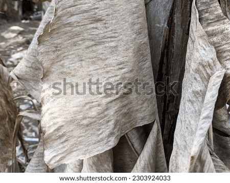 unique texture of dried banana tree leaves, for wallpaper or background