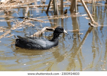 An American coot swimming in the marsh among the reeds