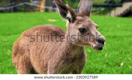 A kangaroo in a field with a green background