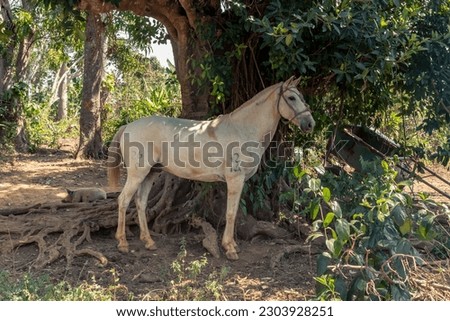 Cowboy's white horse in the Mogotes de Vinales valley in Cuba