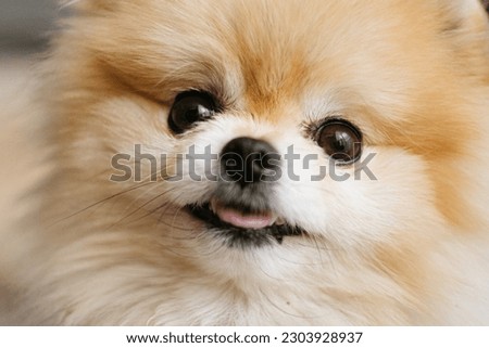 Deutsch Zwergspitz, Pomeranian Dog, Pomeranian Spitz Royalty-Free Stock Photo #2303928937
