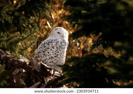 Snowy Owl in Wildlife enclosure