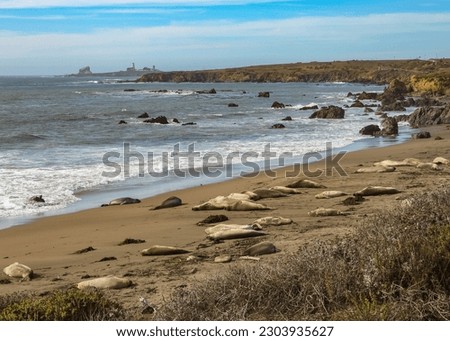 Elephant seals on beach | San Simeon, California, USA