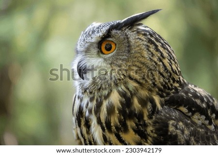 An Eurasian Eagle Owl staring at something out of shot in a woodland setting. Royalty-Free Stock Photo #2303942179