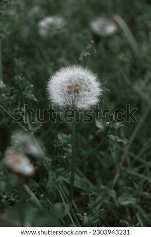 Dandelion white flowers in green grass. Realistic high quality photo. Dandelion seeds close up. Medicinal field plants. Ethnoscience. Selective focus. Soft evening light. Royalty-Free Stock Photo #2303943231