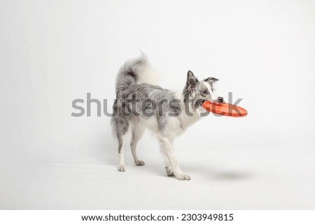 Border collie dog.A white-gray dog cheerfully plays with a disc toy. Portrait in the studio, white background