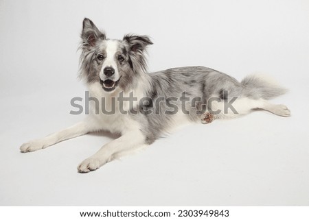 Border collie dog.A white gray dog is cheerfully lying down. Studio portrait, white background