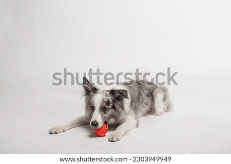 Border collie dog.A white-gray dog cheerfully plays with a ball. Portrait in the studio, white background