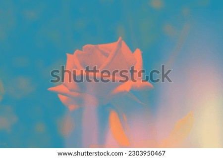 Abstract red rose flower view 