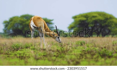 A gazelle grazes in a field in kenya.