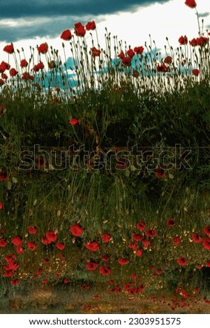 Poppies in the field and the cloudy sky in the reflection of the mirror.