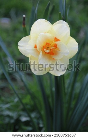 paperwhite, bunch-flowered narcissus, bunch-flowered daffodil,[1] Chinese sacred lily, cream narcissus, joss flower, polyanthus narcissus Royalty-Free Stock Photo #2303951687