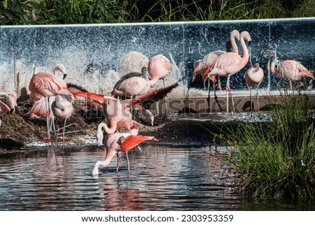 Flamingos at Artis Amsterdam Royal Zoo Royalty-Free Stock Photo #2303953359