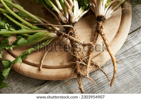 Closeup of dandelion root on a wooden table - ingredient for herbal medicine Royalty-Free Stock Photo #2303954907