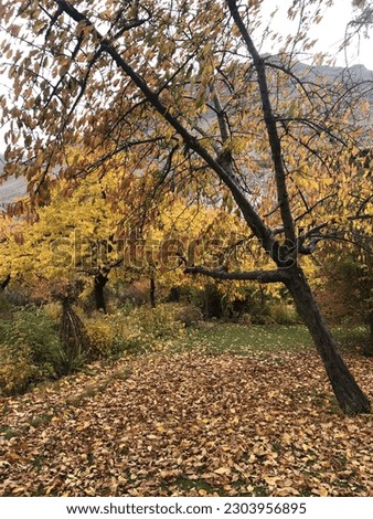 Pictures taken at beautiful northen areas of pakistan, Skardu, showing beautiful fall 
