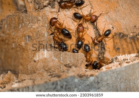 Large rusty orange and black Florida carpenter ants workers on the bark of a palm tree. They build nests inside wood, consisting of galleries chewed out with their mandibles or jaws.  Royalty-Free Stock Photo #2303961859