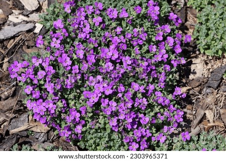 Sweden. Aubrieta deltoidea is a species of flowering plant in the mustard family. Common names include lilacbush, purple rock cress and rainbow rock cress.   Royalty-Free Stock Photo #2303965371