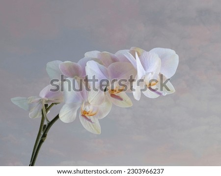 Pink orchid against the sky