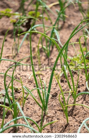 A close-up of mature onion bulbs peeking through the soil, signaling readiness for harvest in an African onion field.