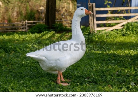 Bautiful white goose in the garden Royalty-Free Stock Photo #2303976169