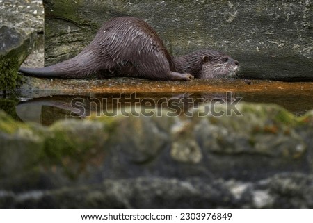Otter in the water, Asia. Oriental small-clawed otter, Aonyx cinereus, water mammal in the water, Kalkata, India. Urban wildlife in the town. Nature wildlife. 