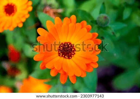 Top View Of a Beautiful Summer Flower. Orange Flower Of Calendula Officinalis.