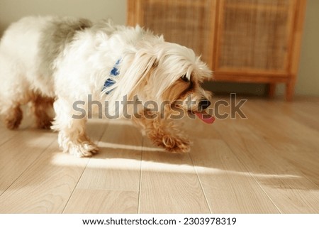 Side view indoor portrait of small hairy white chinese crested dog stepping on floor at home, showing tongue while cleaning muzzle after having meal. Domestic animals and pets concept