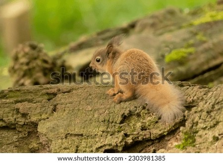 Tiny baby scottish red squirrel, curious squirrel kit exploring the woodland 