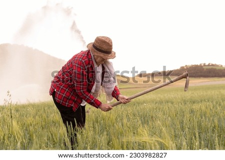 Caucasian grandmother uses her hoe to work in crop fields during sunset. Backgrounds of older people working in the field.