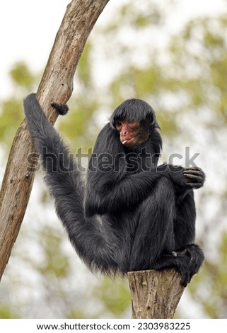 Red-faced spider monkey, Ateles paniscus, also known as the Guiana spider monkey or red-faced black spider monkey Royalty-Free Stock Photo #2303983225